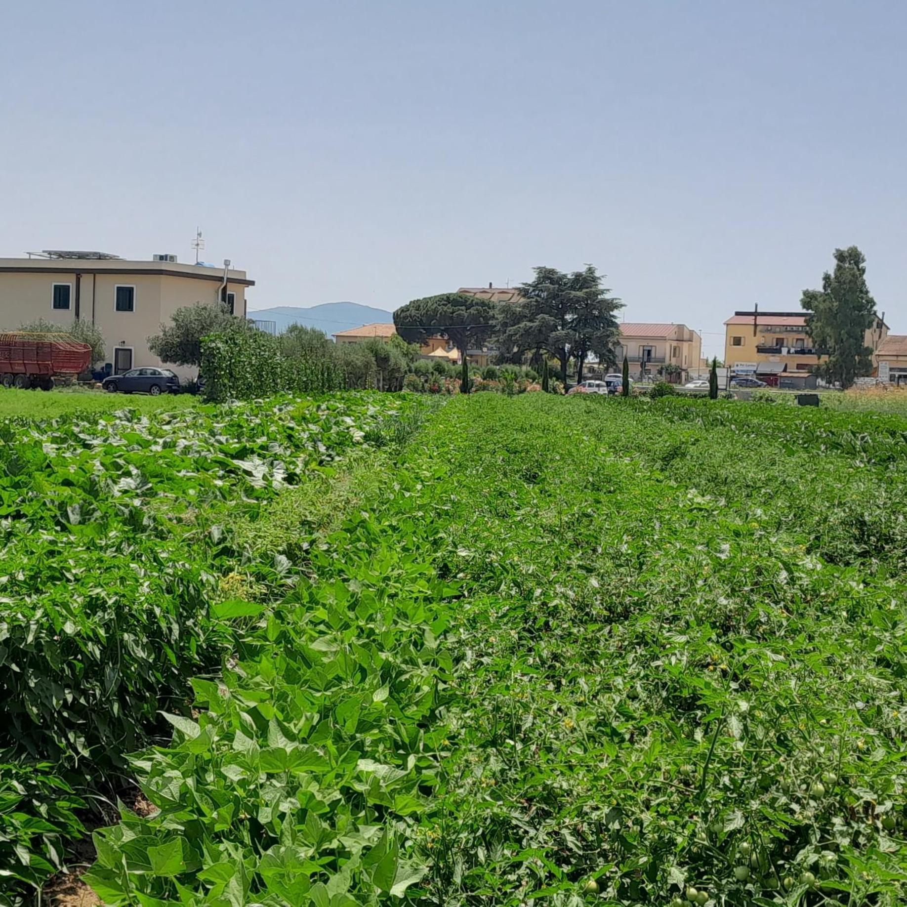 B&B Tenuta San Michele Capaccio Kültér fotó